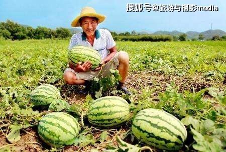 瓜农今日吃瓜网下载,揭秘瓜农生活，共享欢乐时光